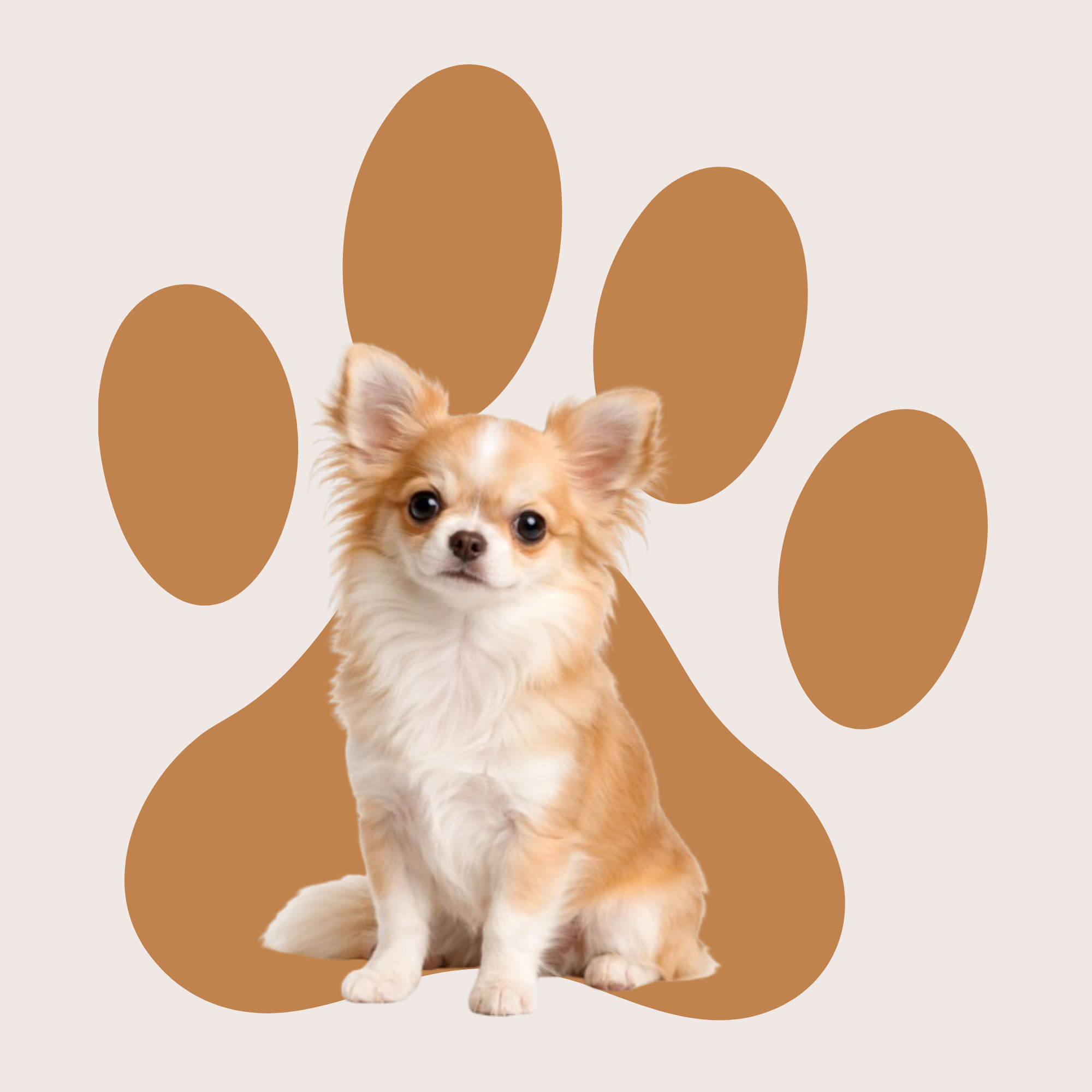 Un chihuahua sable assis qui regarde la caméra