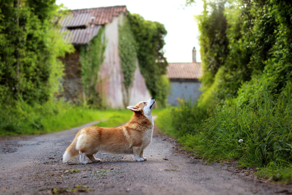 Corgi de couleur sable debout regardant vers le loin dans dans une allée de village