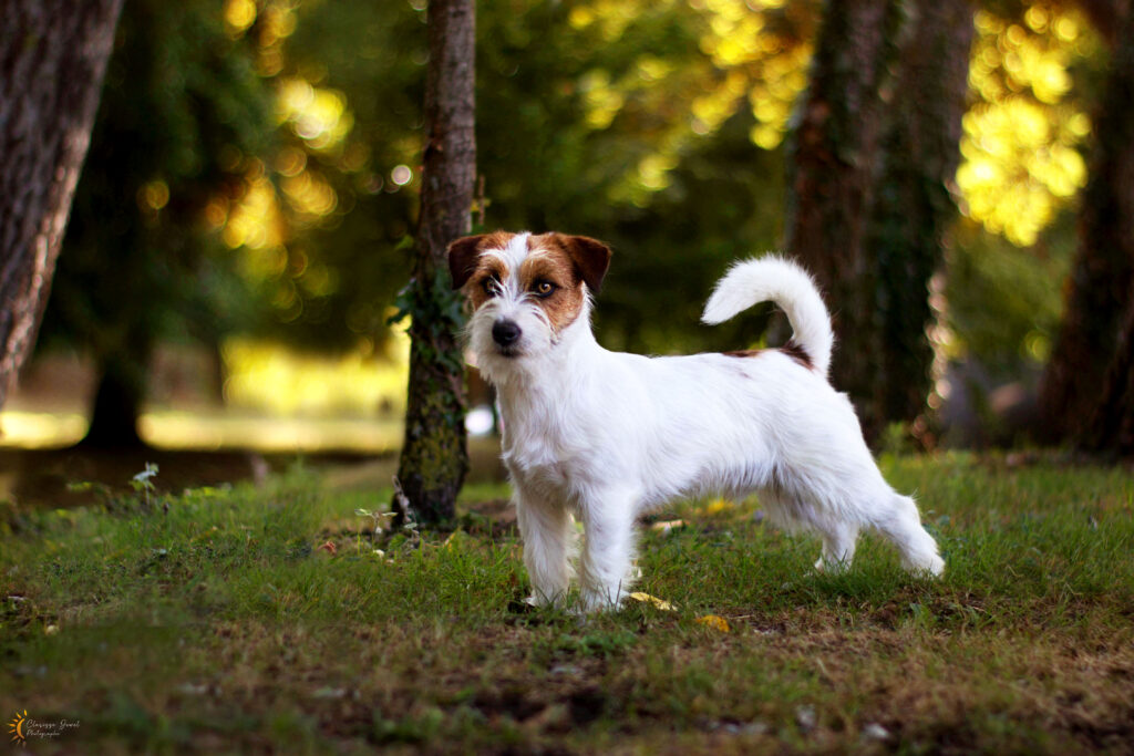 Jack russel terrier blanc et marron debout regardant vers le loin dans dans une forêt