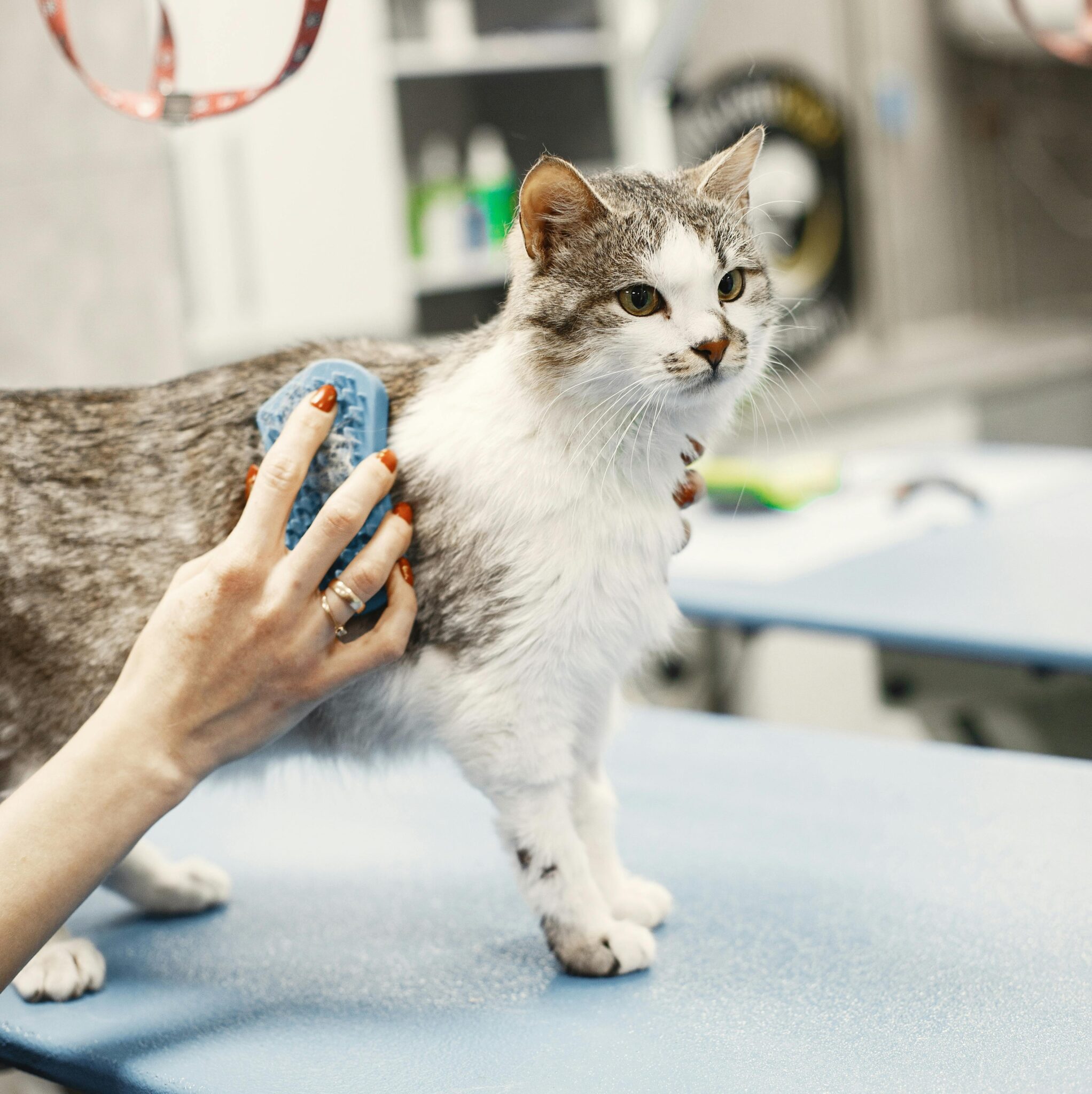 Toilettage d'un chat européen chez le toiletteur à Fontenay-le-Comte