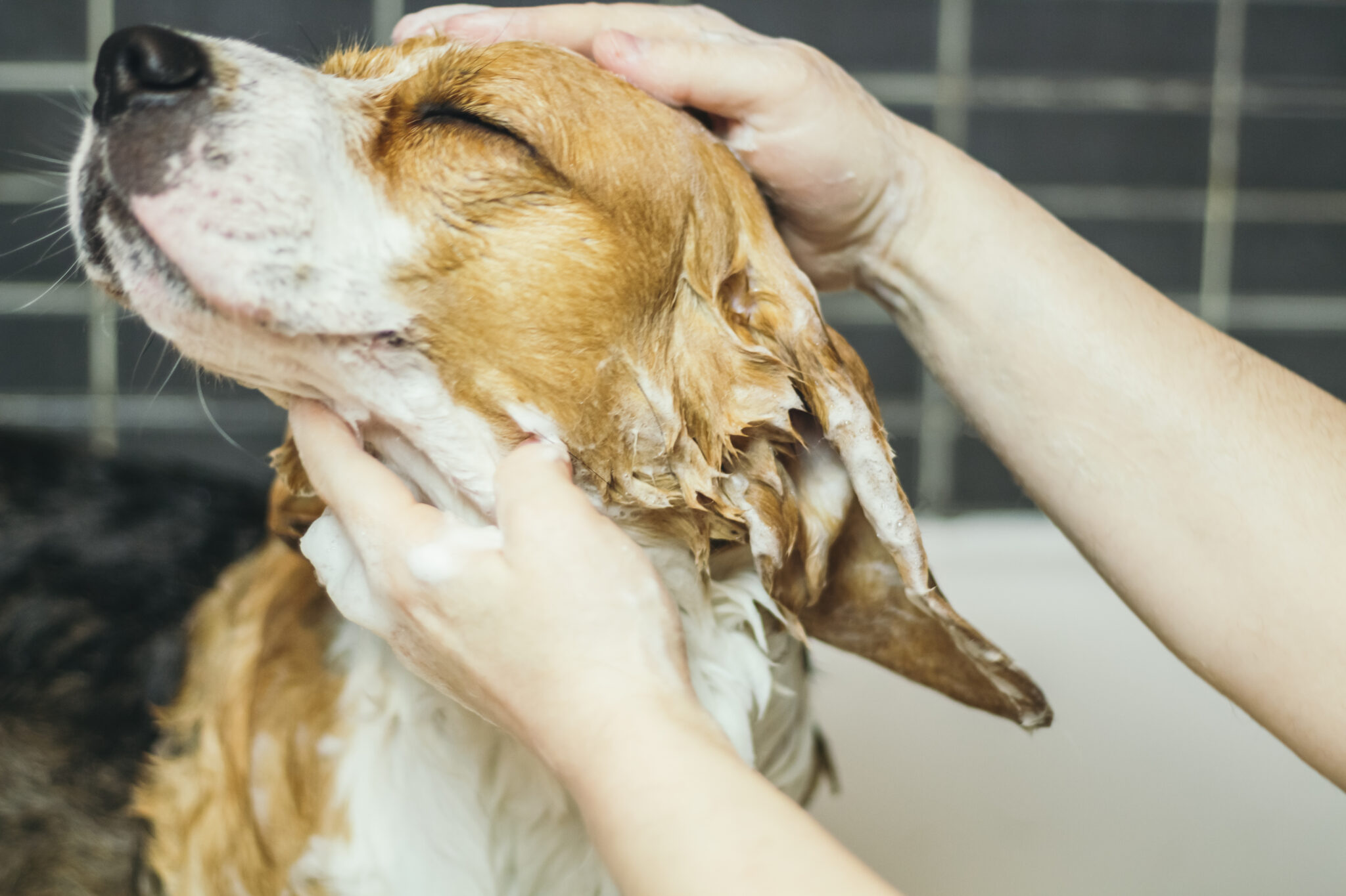 Beagle qui prend un bain chez le toiletteur
