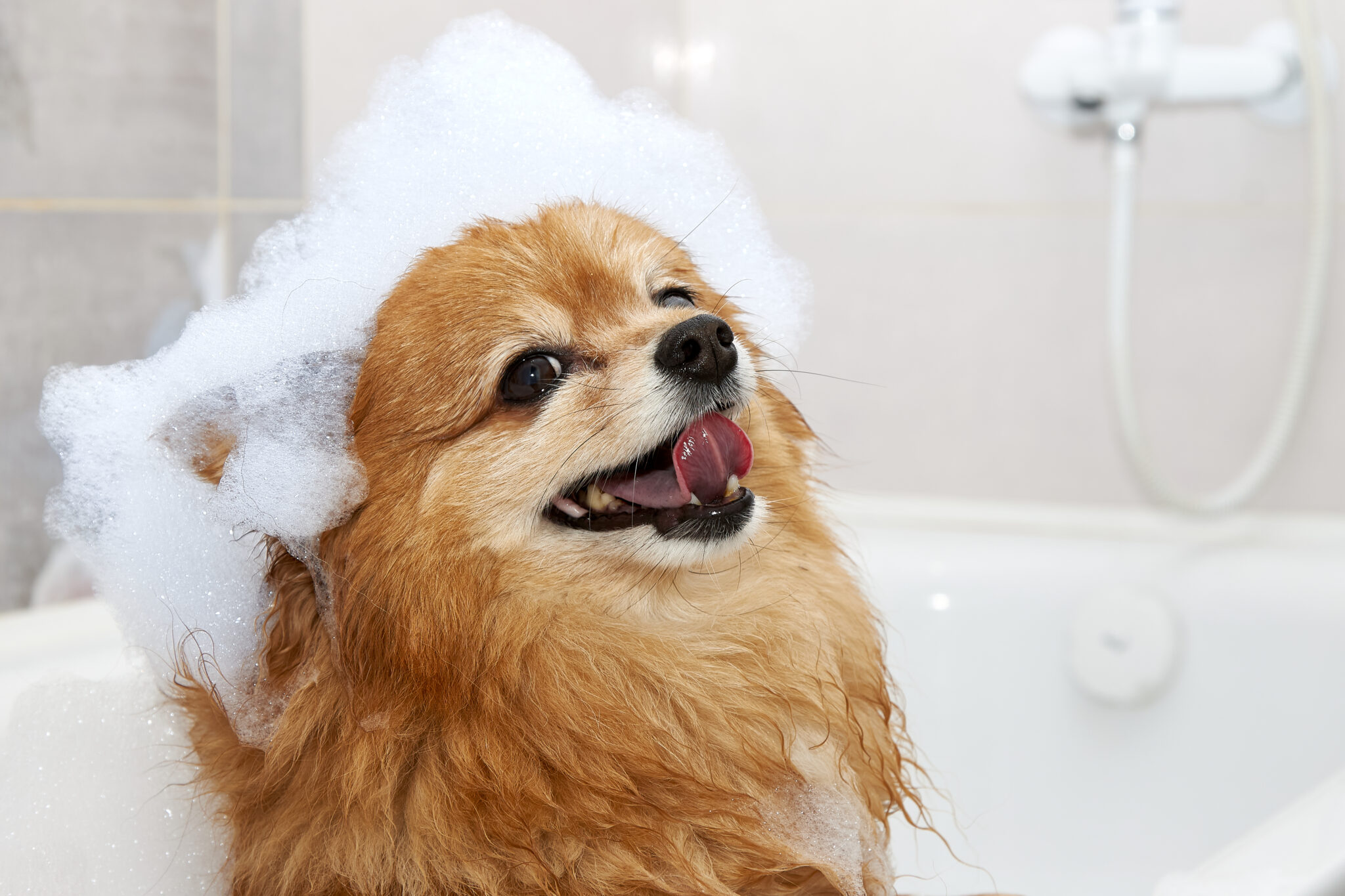 Chihuahua qui prend un bain chez le toiletteur