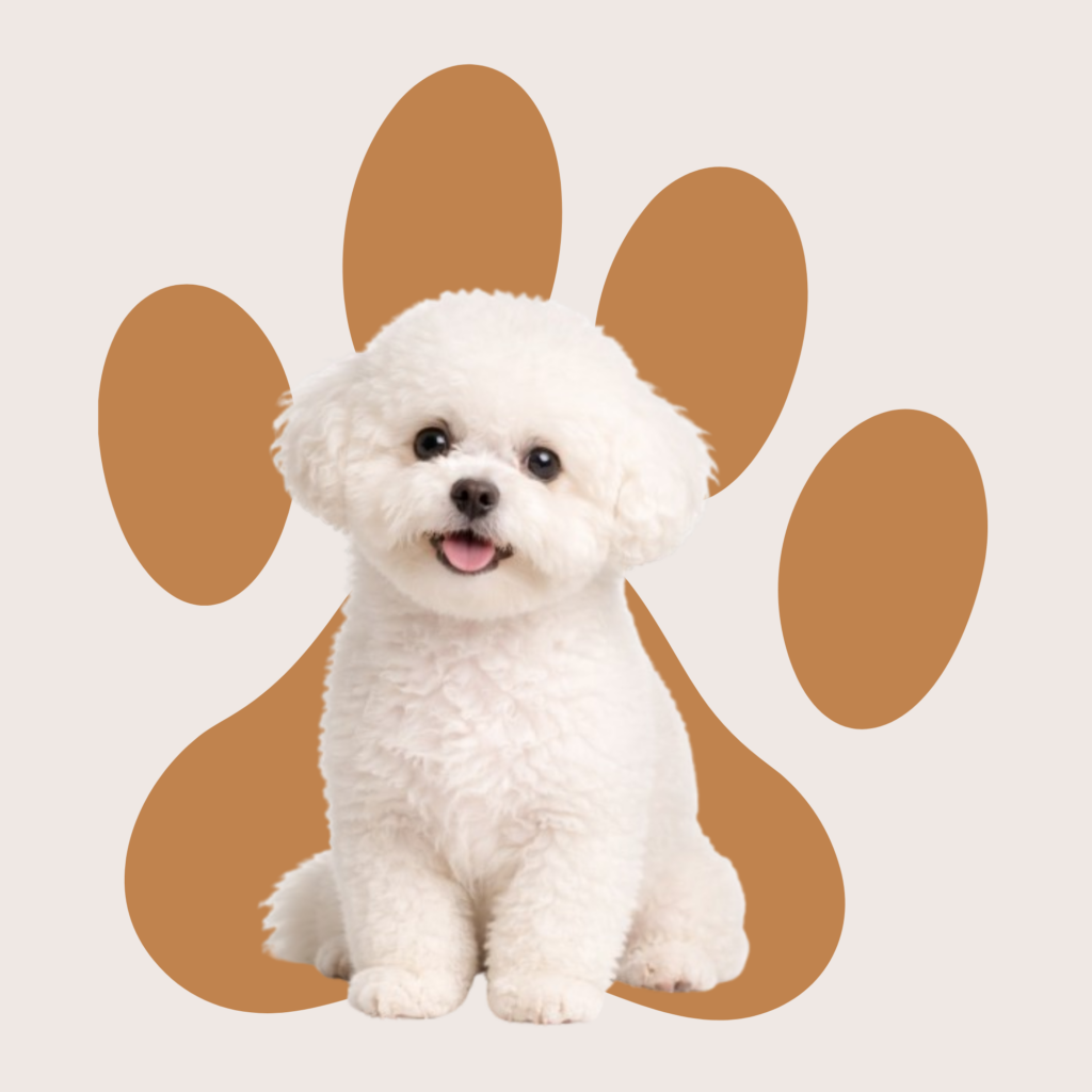 Un bichon blanc assis qui regarde la caméra