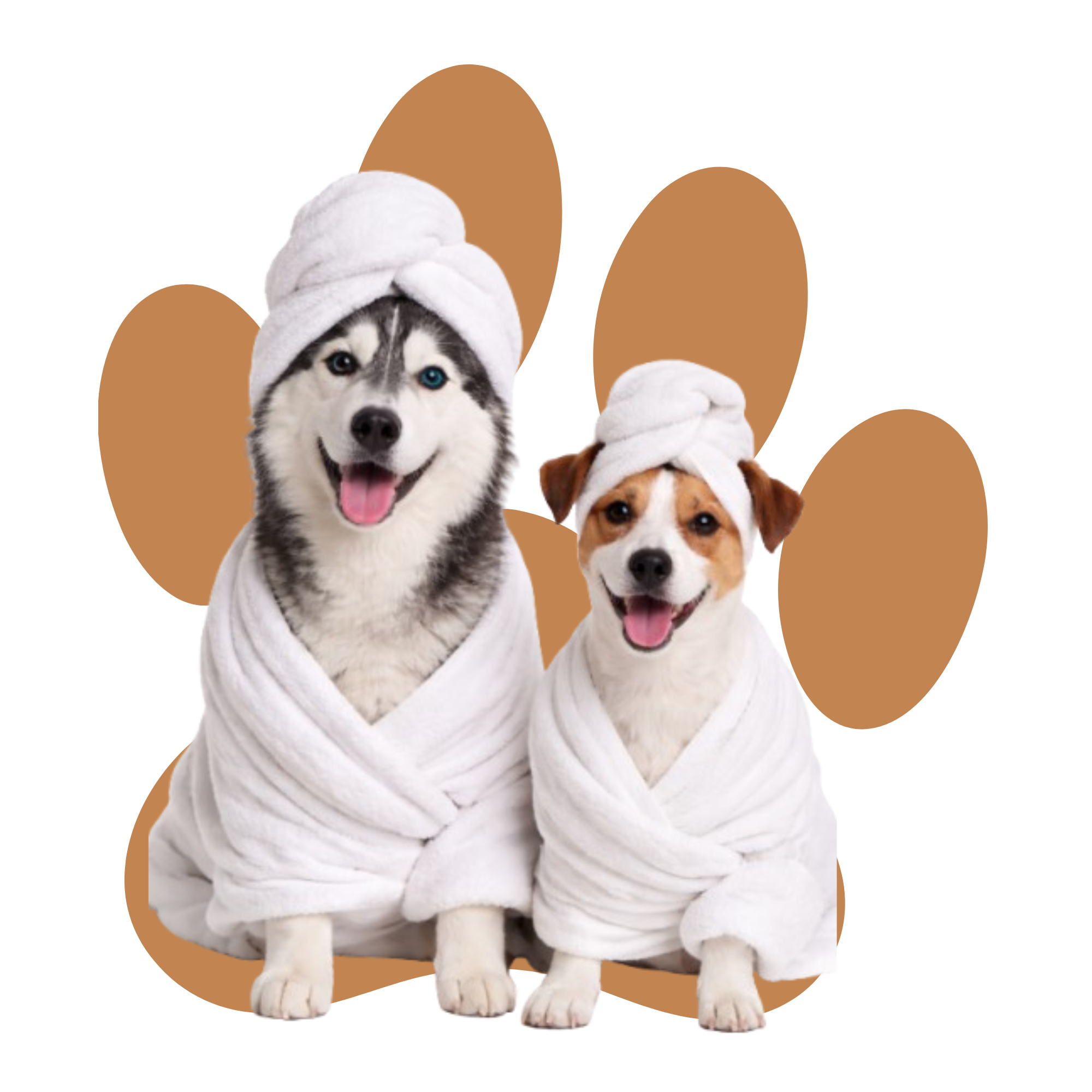 un husky et un jack russel dans un peignoir avec une serviette sur la tête