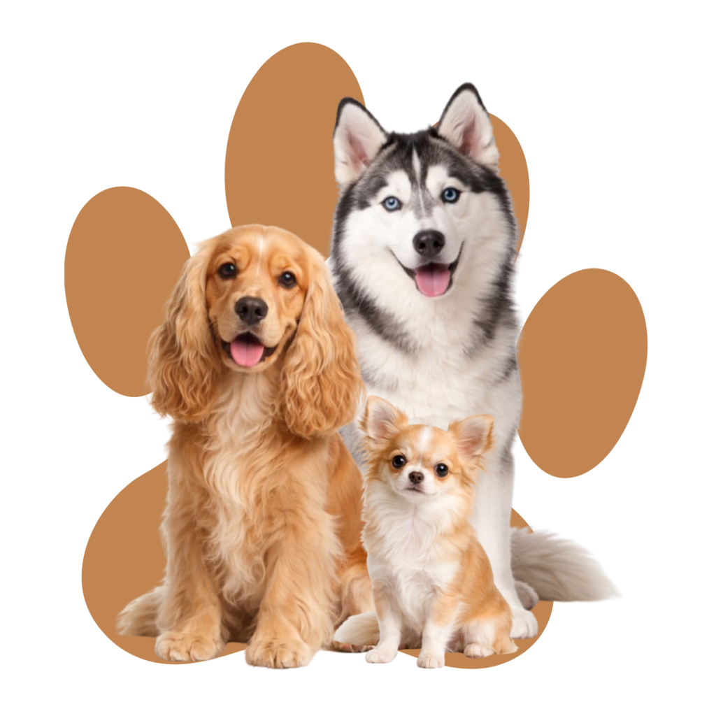 un Husky, un cocker et un chihuahua assis l'un à côté de l'autre