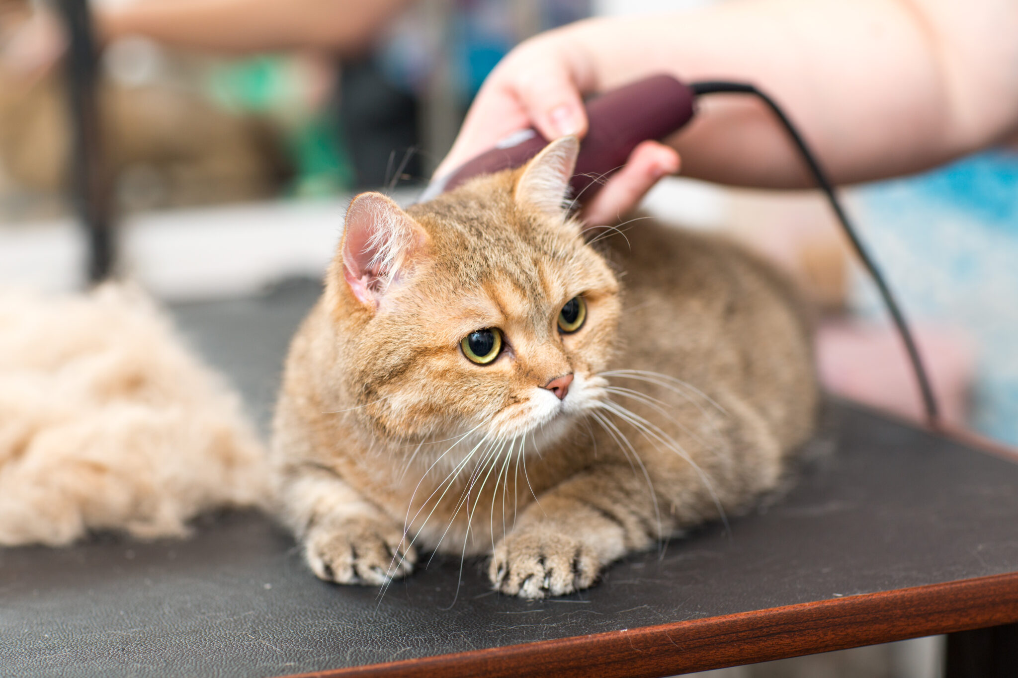 un chat chez un toiletteur qui se fait tondre