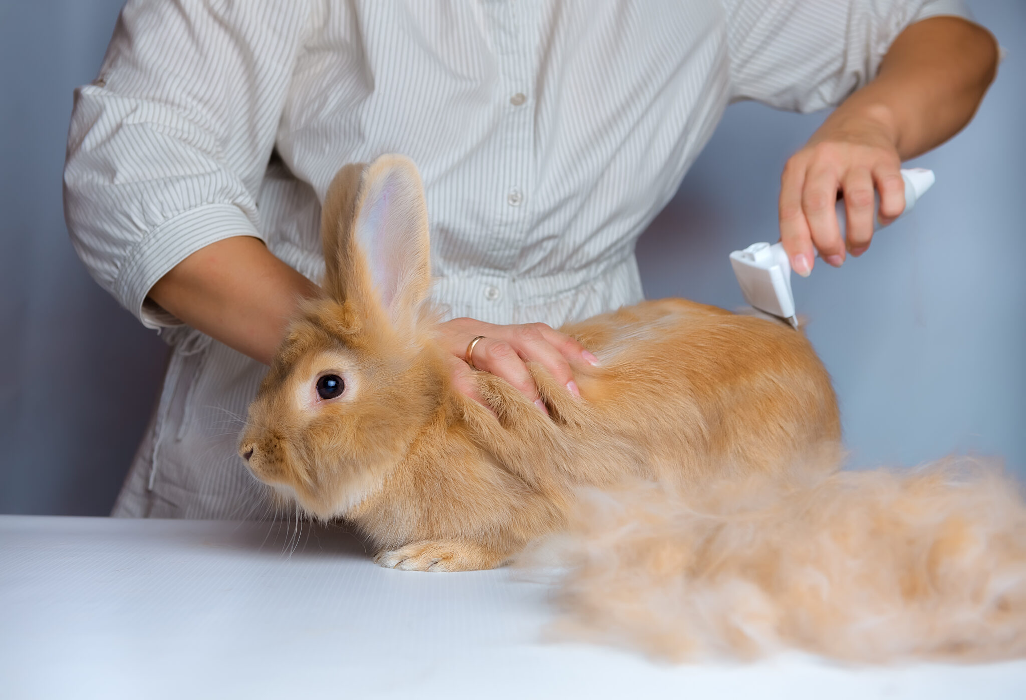 un lapin chez un toiletteur
