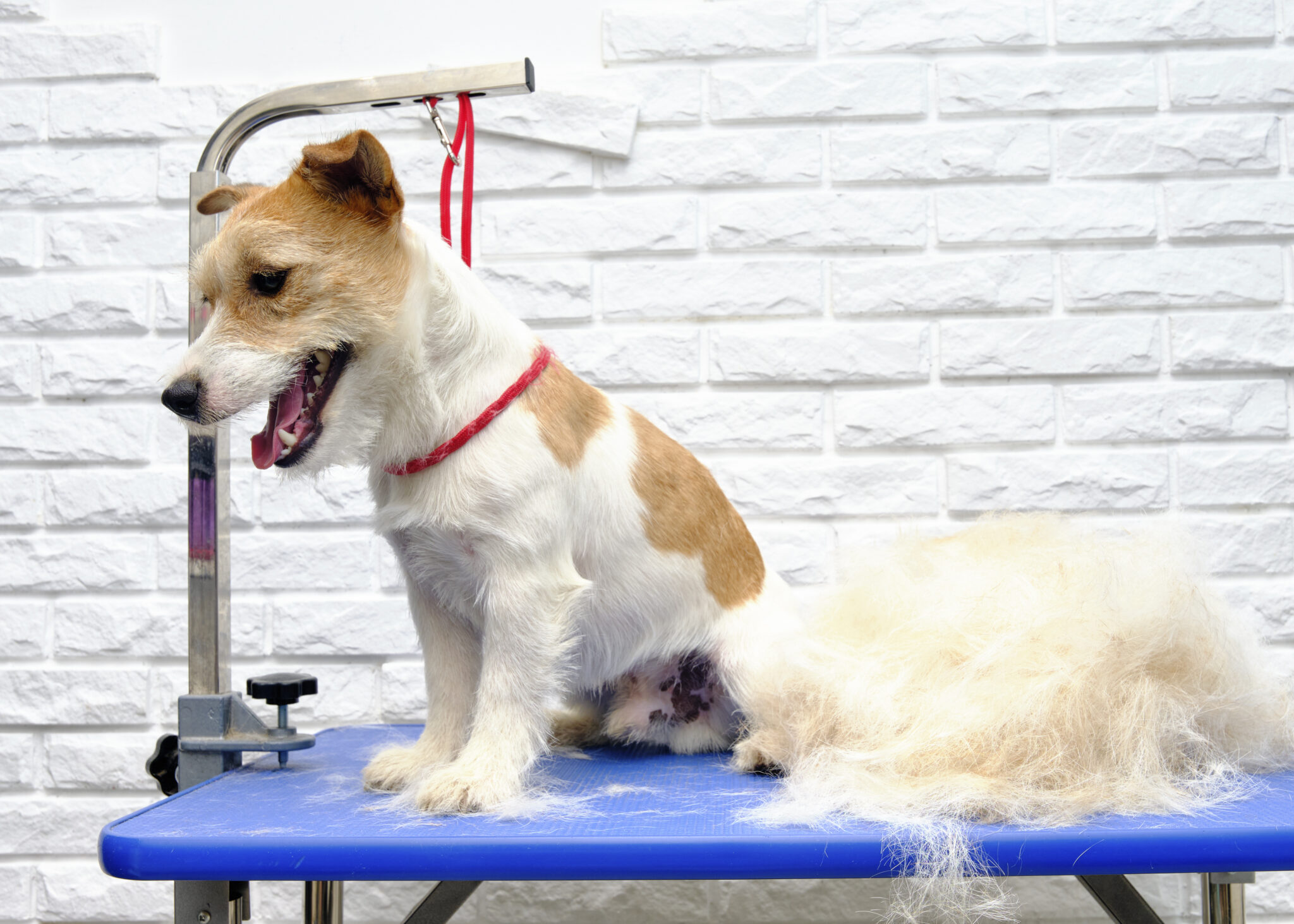 un jack russel chez un toiletteur qui se fait épiler