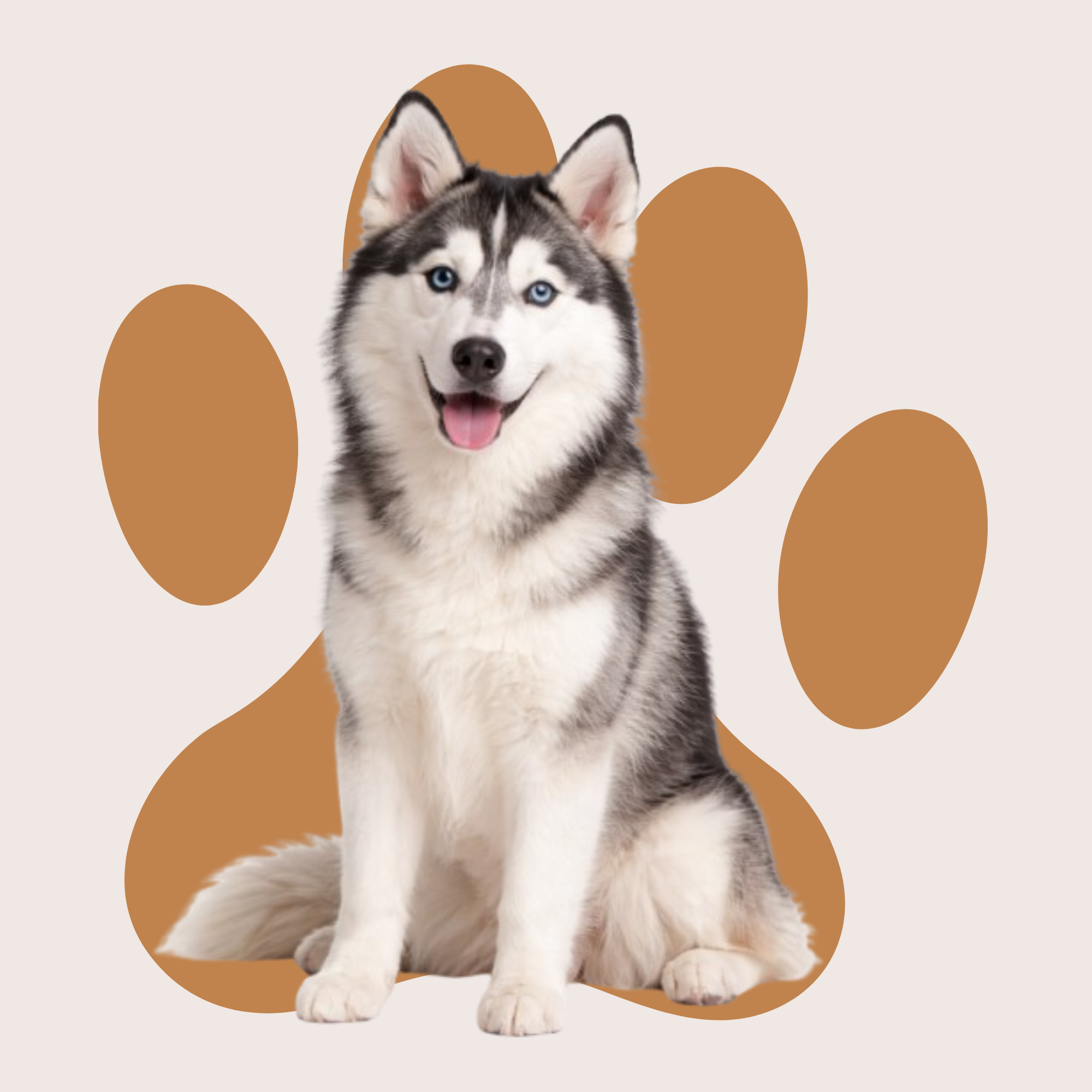 Un husky assis qui regarde la caméra