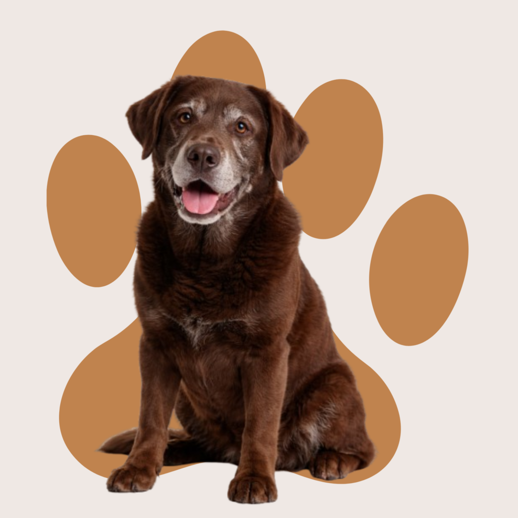 Un vieux labrador marron assis qui regarde la caméra