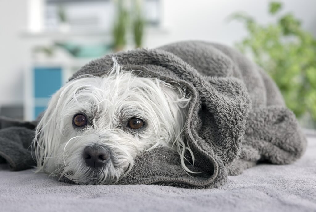 bichon enroulé dans une serviette grise après un bain