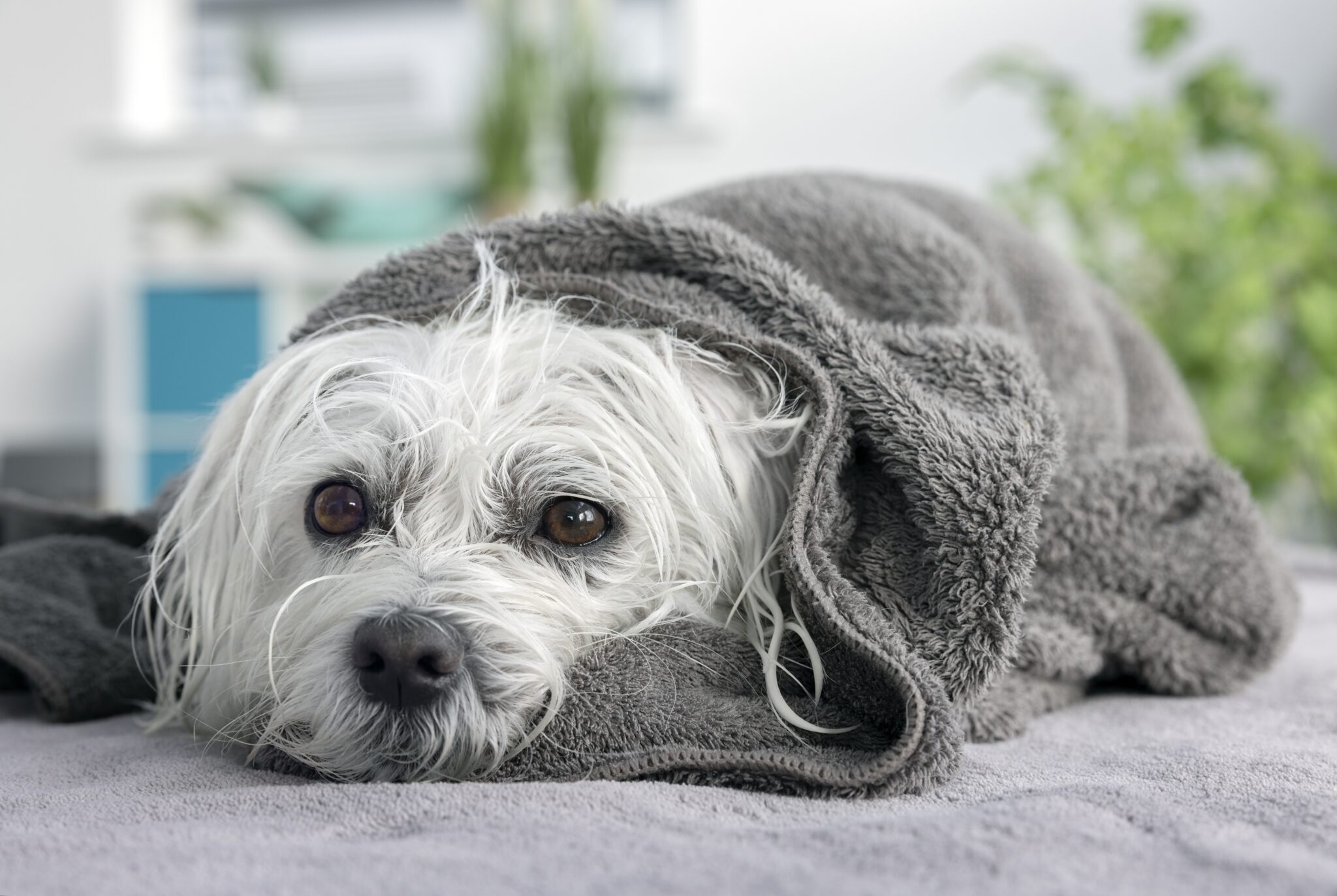 bichon enroulé dans une serviette grise après un bain