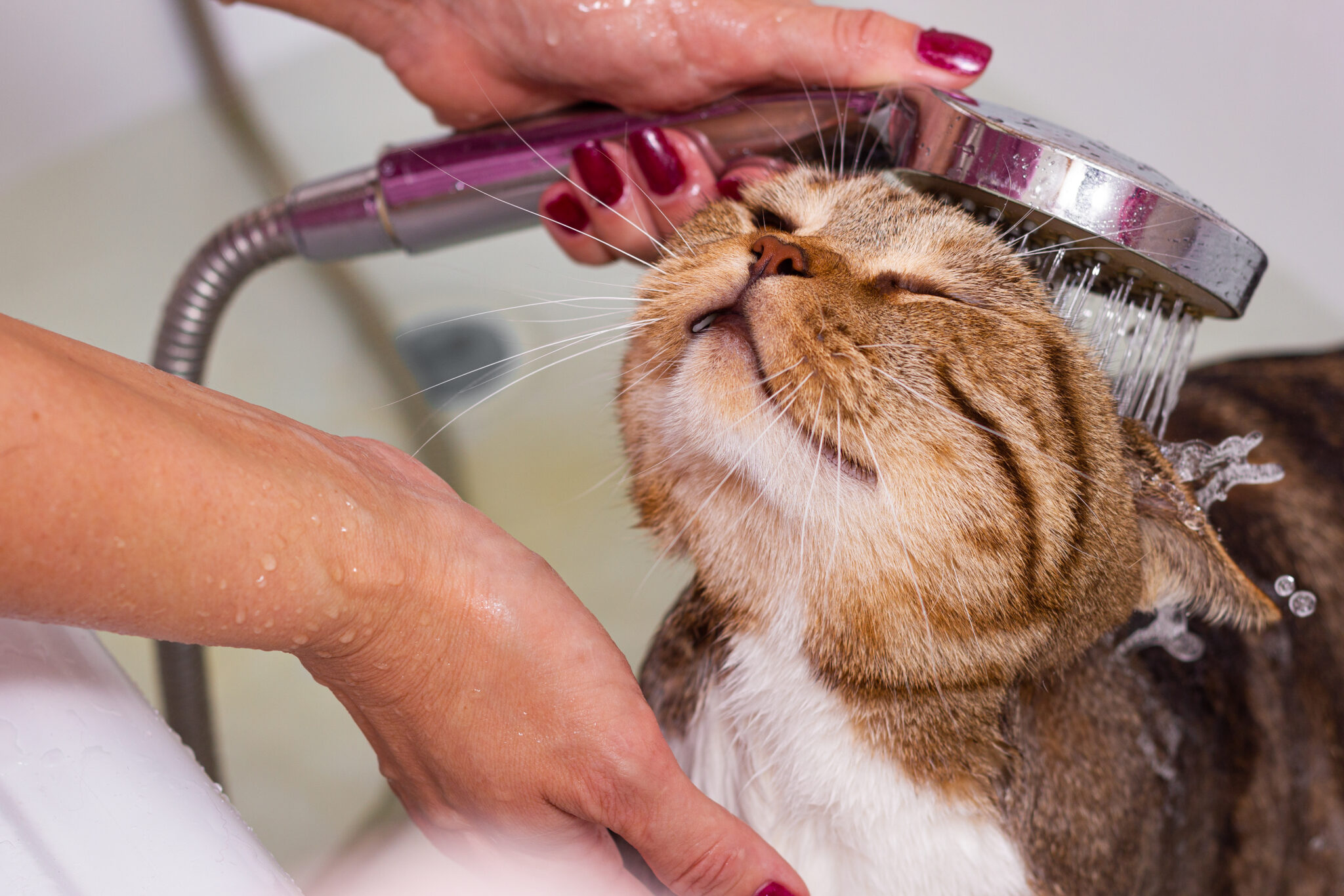 un chat chez un toiletteur qui prend un bain