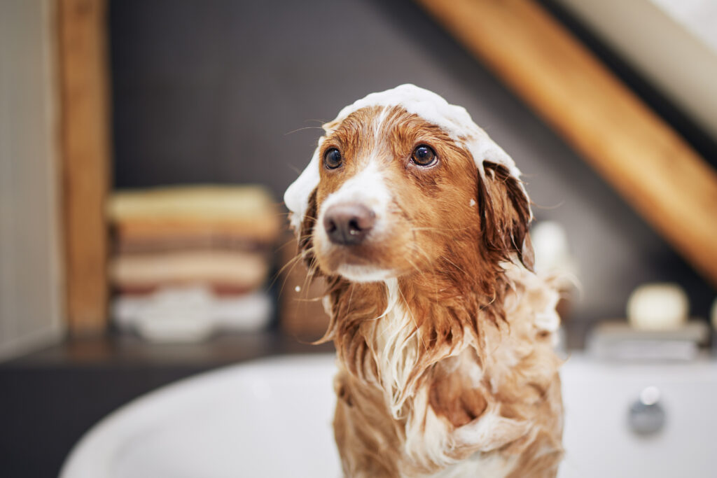 Un chien mouillé qui prend un bain chez un toiletteur