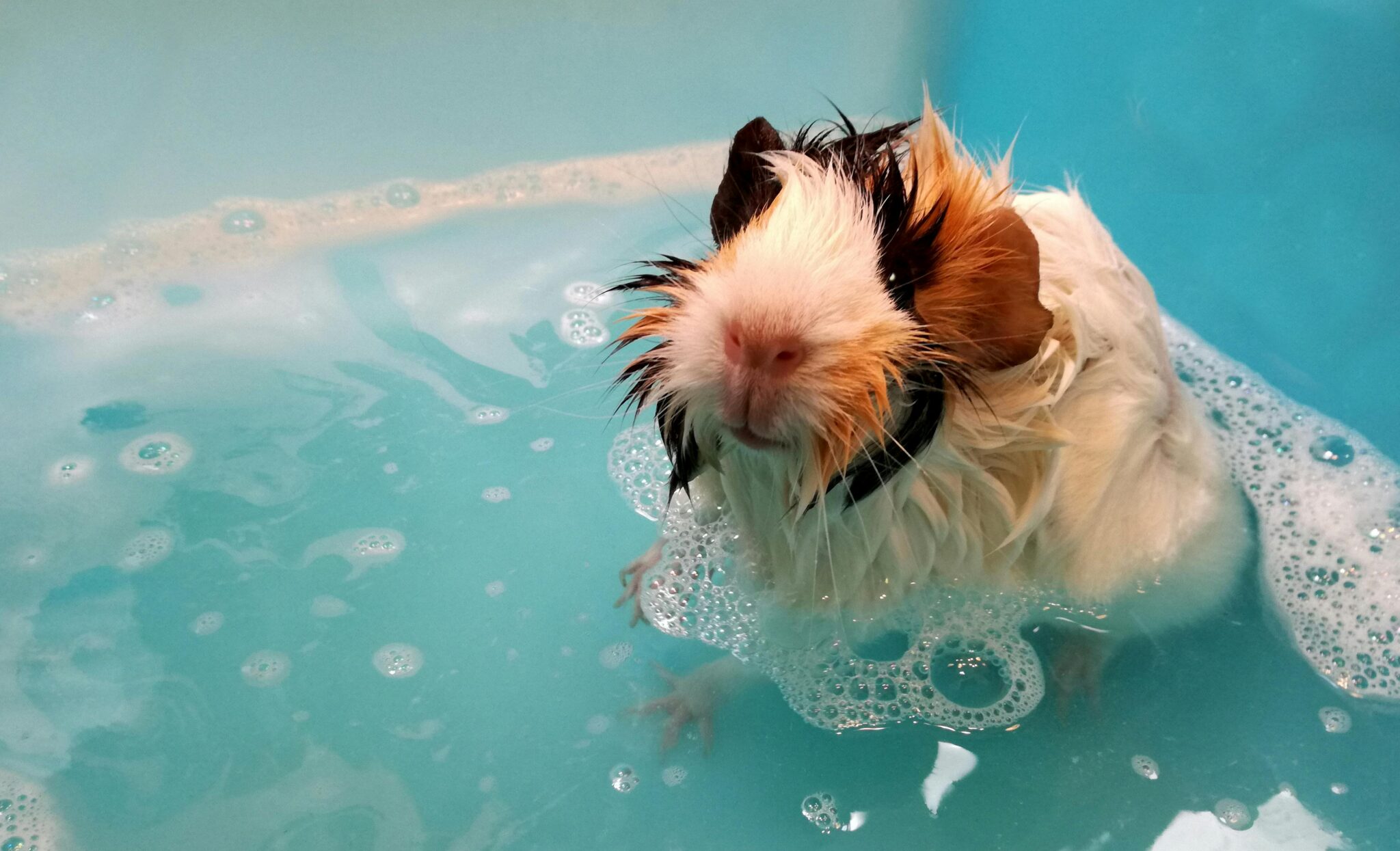 toilettage de cochon d'inde dans un bain